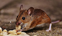 24 Hour & Emergency Exterminators in Tilden, PA